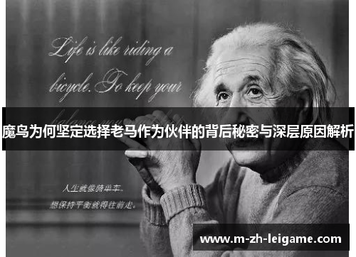 魔鸟为何坚定选择老马作为伙伴的背后秘密与深层原因解析